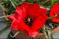 Tulipa 'Red Hunter'